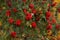 Ripe and juicy wild Rowan berries, Sorbus aucuparia during autumn time in Estonian boreal forest.