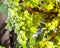 Ripe Kish-mish grapes on the vine