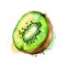 Ripe kiwi fruit. Watercolor hand drawn illustration..