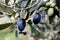 Ripe Koroneiki olives on olive tree in Messinia, Greece.