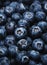 Ripe large blueberries with water drops, food background, close-up