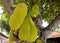 Ripe large fruit of the bread tree on the background of green leaves, Jackfruit