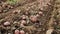 Ripe large potatoes dug in the farm field on a sunny autumn day