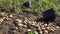 Ripe large potatoes dug in the field on a sunny day