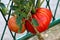 Ripe large red tomato attached with vine to smaller one growing in home garden surrounded with dark green leaves and wire fence