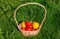 Ripe large red and yellow varietal tomatoes on the grass.