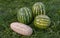 Ripe large watermelons and melons lie on the grass.