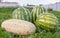 Ripe large watermelons and melons lie on the grass.