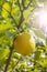 Ripe lemon fruit hanging on a branch, sun flare. Yellow fruit lemon citrus natural fresh with leaves. Lemon Tree Fruits
