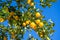 Ripe lemon fruits on lemon tree and blue sky at the background