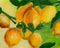 Ripe lemons on a branch oil painting