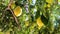 Ripe lemons hanging on a lemon tree. Yellow lemons grow on a tree in the garden. Sun in shining though the branch