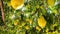 Ripe lemons hanging on a lemon tree. Yellow lemons grow on a tree in the garden. Sun in shining though the branch