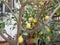 Ripe lemons on a tree on the street of a small town. Yellow vitamin-containing fruits on a branch. Growing food for vegetarians in