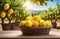 ripe lemons on a wooden table, lemon garden to the horizon, lemon tree branches, long lemon plantations,