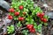 Ripe lingonberries ready for the harvest