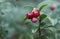 Ripe lingonberry