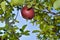 Ripe lonely red apple on the tree