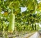 ripe loofah growing in the garden