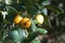 RIPE LOQUAT FRUIT ON A TREE