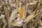 Ripe maize ear in cultivated agricultural corn field ready for harvest