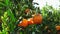 Ripe mandarin orange on orchard trees in sunlight swaying in winds, closeup