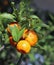 ripe mandarins in a lush Mediterranean orchard