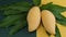 Ripe mango with beautiful skin texture.