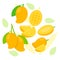 Ripe Mango elements abstract vector design background