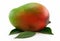 Ripe Mango Fruit with Green Leafs Isolated