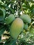 Ripe mango fruit with green small mangoes