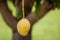 Ripe Mango Hanging from a Tree