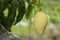 Ripe mango productive on the mango tree in the rural farm