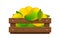 Ripe mango in wood crate box isolated on white, mango fruit pack in wooden crate, illustration mango pile and crate wood for clip