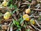 Ripe mangoes fall on the ground under mango tree.