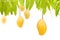 Ripe mangoes hanging on trees with isolated white background