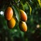 Ripe Mangoes Vibrant Photograph with Lush Green Foliage