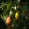 Ripe Mangoes Vibrant Photograph with Lush Green Foliage