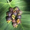 Ripe mangosteen on a green leaf under the sunlight in Bali, Indonesia