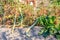 Ripe marrows growing in vegetable garden at countryside at autumn