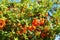 Ripe mastic berries on a shrub