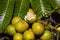 Ripe Matoa fruits Pometia pinnata and green leaves, native fruit from Papua, Indonesia