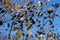 Ripe mature dark blue berries of blackthorne bush in autumn season time in garden, farming