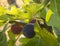 Ripe and maturing figs Ficus carica on a tree branch among green leaves in Greece