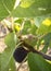 Ripe and maturing figs Ficus carica on a tree branch among green leaves in Greece