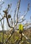 Ripe and maturing wild figs Ficus carica on a tree branch among green leaves in Greece