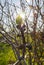 Ripe and maturing wild figs Ficus carica on a tree branch among green leaves in Greece