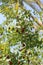 ripe medlars on the tree outdoors