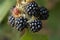 Ripe mellow BlackBerry fruit on green background.