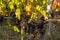 Ripe Merlot grapes lit by warm late sunshine in Montagne vineyard near Saint Emilion,